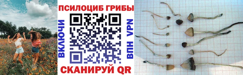 купить наркоту  Кыштым  omg ONION  Галлюциногенные грибы прущие грибы 